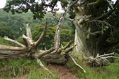 decaying fallen tree - herefordshire